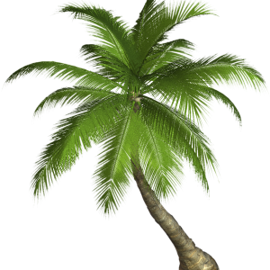 Palm tree PNG