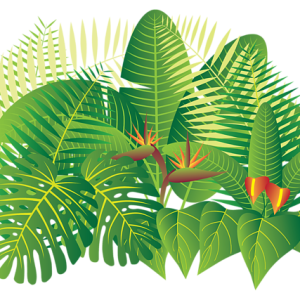 Jungle PNG