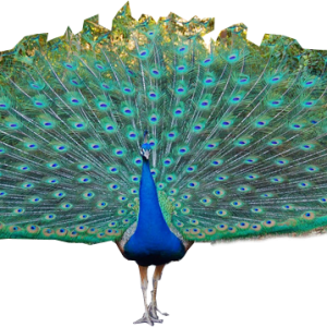 Peacock PNG