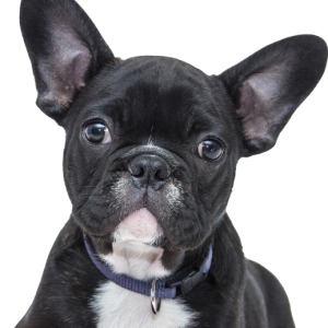 Bulldog PNG