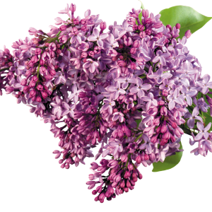 Lilac PNG