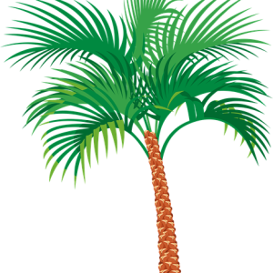 Palm tree PNG