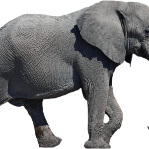 Elephant PNG