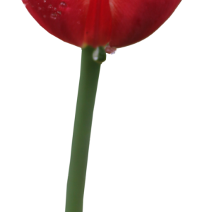Tulip PNG image