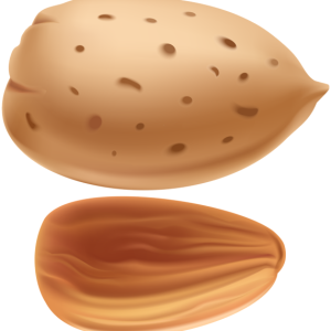 Almond seed PNG