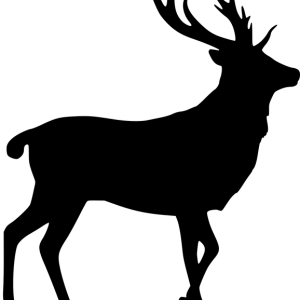 Moose, elk PNG