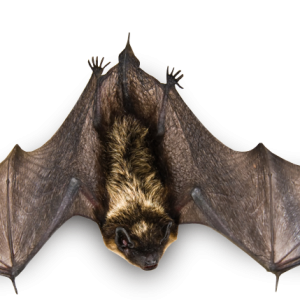 Bat PNG