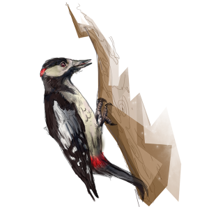 Woodpecker PNG