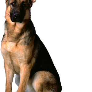 German Shepherd PNG