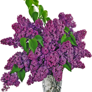 Lilac PNG