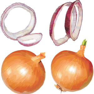 Onion PNG
