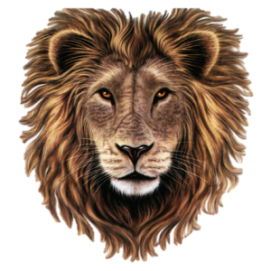 Lion PNG