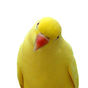 Yellow parrot PNG images, free download