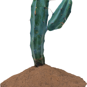 Cactus PNG image
