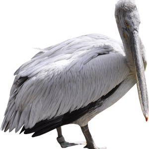 Pelican PNG