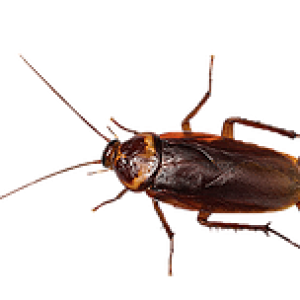 Roach PNG