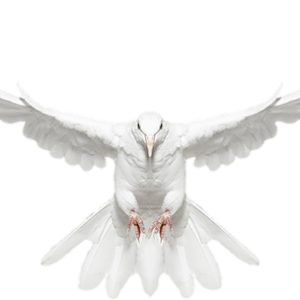 white dove pigeon PNG