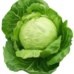 Cabbage PNG image