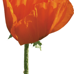 Poppy flower PNG