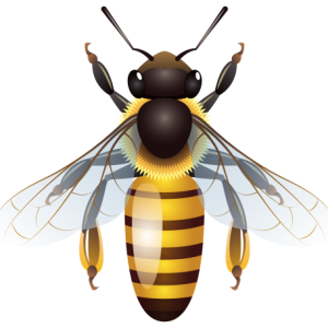 Bee PNG