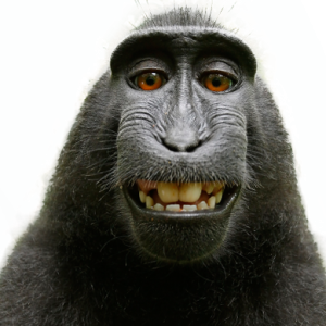 Monkey PNG