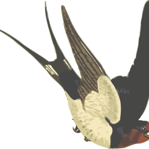 Swallow PNG