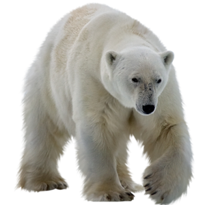 Polar white bear PNG