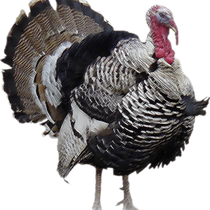 Turkey bird PNG