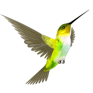 Hummingbird PNG