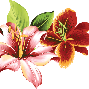 Lilium PNG