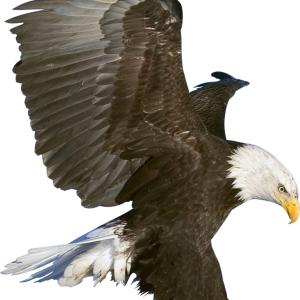 Eagle PNG image, free download