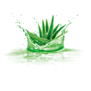Aloe vera PNG