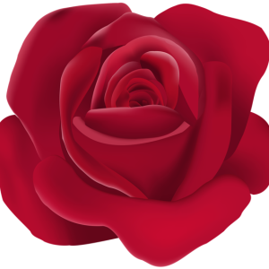 Rose PNG