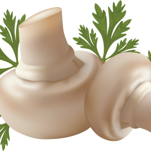 White mushrooms PNG image