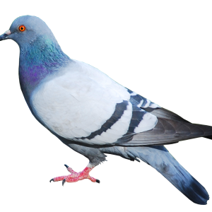 pigeon PNG image
