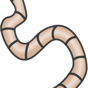 earthworm worm PNG