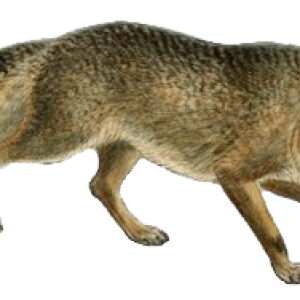 Jackal, coyote PNG