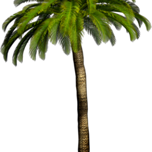Tropical palm tree PNG