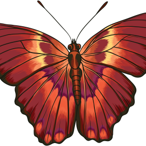 Butterfly PNG