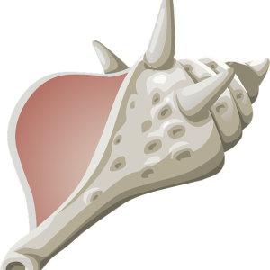 Conch PNG