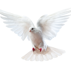 white dove pigeon PNG