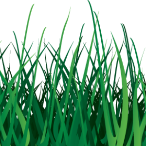 grass png image, green grass PNG picture