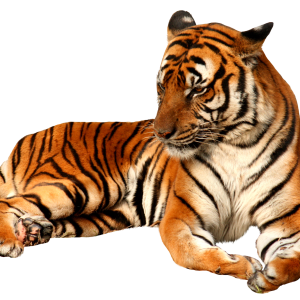 Tiger PNG
