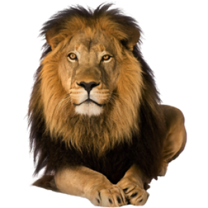 Lion PNG