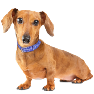 Dachshund PNG