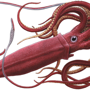 Squid PNG