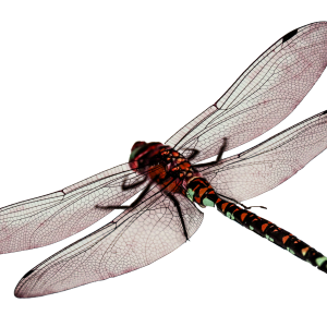 Dragonfly PNG