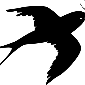 Swallow PNG