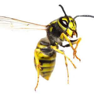 Wasp PNG