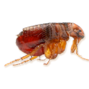 Flea PNG